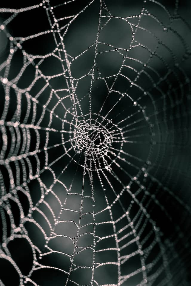 kevin-grieve-_-Q0pHDL9GQ-unsplash Dark background, with a spiders web in the foreground up close, there is no spider.